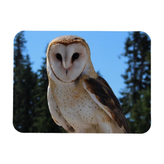 Mooie Barn Owl met Sky en groene bomen Foto Magneet (Horizontaal)