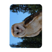 Mooie Barn Owl met Sky en groene bomen Foto Magneet (Verticaal)