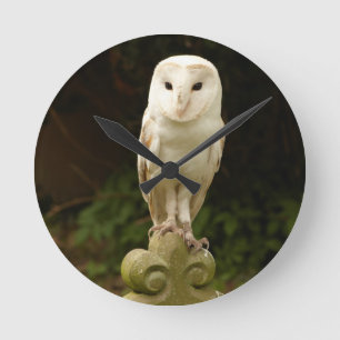 Mooie Barn Owl Wall klok