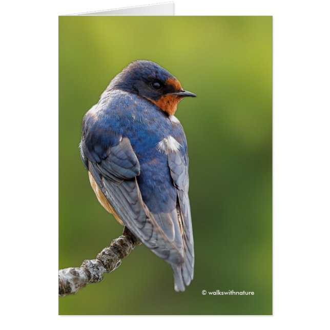 Mooie Barn Swallow op een Branch (Voorkant)
