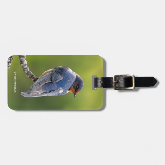 Mooie Barn Swallow op een Branch Bagagelabel (Voorkant horizontaal)