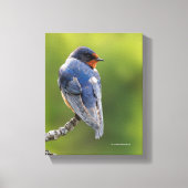 Mooie Barn Swallow op een Branch Canvas Afdruk (Voorkant)