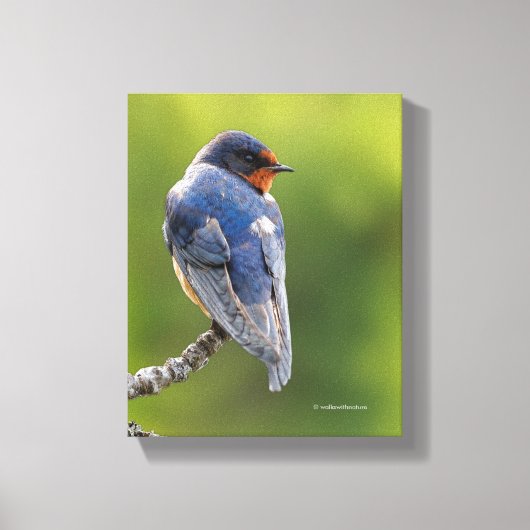 Mooie Barn Swallow op een Branch Canvas Afdruk (Voorkant)