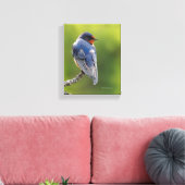 Mooie Barn Swallow op een Branch Canvas Afdruk (Insitu (Woonkamer))