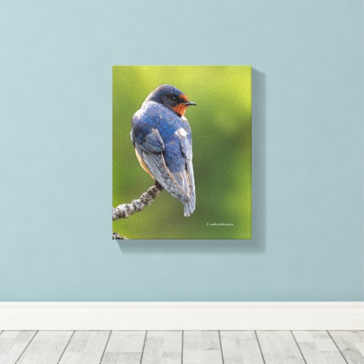Mooie Barn Swallow op een Branch Canvas Afdruk (Insitu (Houten vloer))