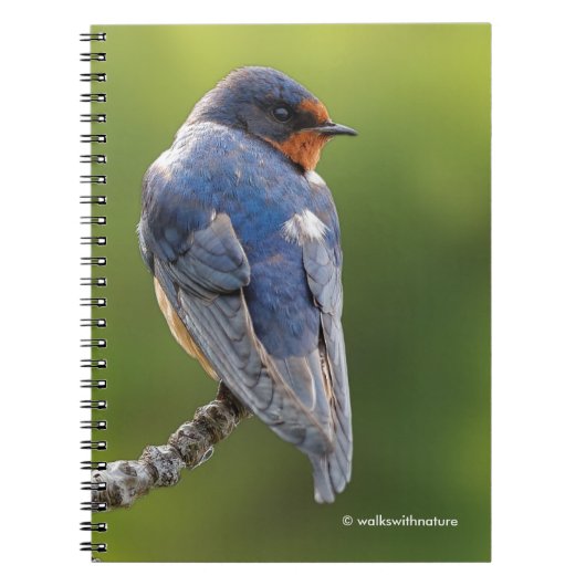 Mooie Barn Swallow op een Branch Notitieboek (Voorkant)