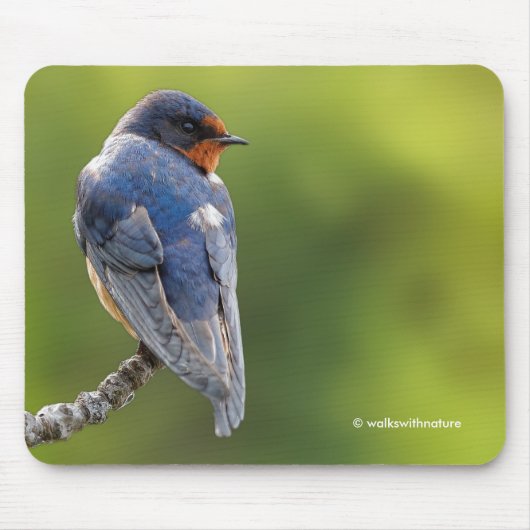 Mooie Barn Swallow Songbird op een Branch Muismat (Voorkant)