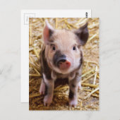 Mooie Barnyard-omgeving Briefkaart (Voorkant / Achterkant)