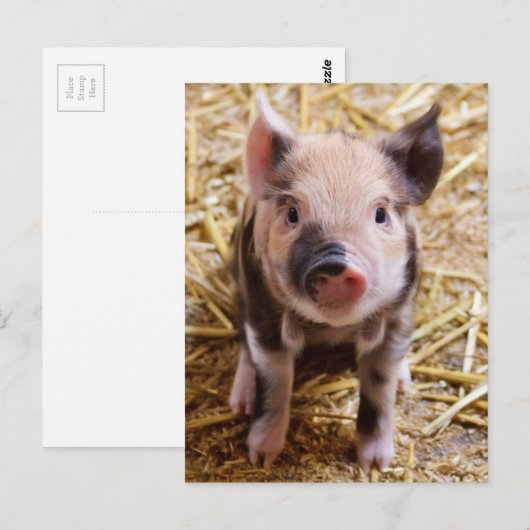 Mooie Barnyard-omgeving Briefkaart (Voorkant / Achterkant)