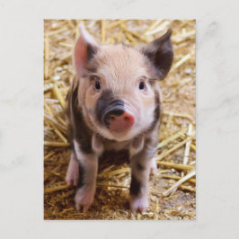 Mooie Barnyard-omgeving Briefkaart