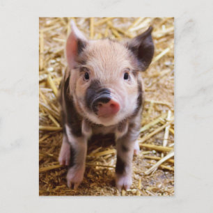 Mooie Barnyard-omgeving Briefkaart
