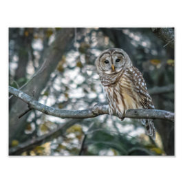 Mooie Barred Owl fotoprint Foto Afdruk