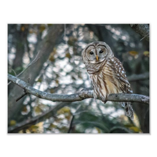 Mooie Barred Owl fotoprint Foto Afdruk (Voorkant)