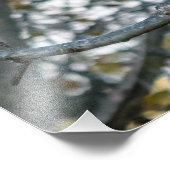 Mooie Barred Owl fotoprint Foto Afdruk (Hoek)