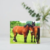 Mooie Bay Draft Horses in Lush Green Meadow Briefkaart (Staand voorkant)