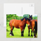 Mooie Bay Draft Horses in Lush Green Meadow Briefkaart (Voorkant / Achterkant)