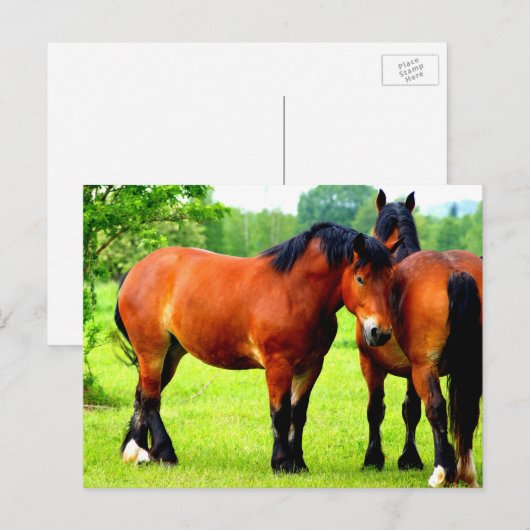 Mooie Bay Draft Horses in Lush Green Meadow Briefkaart (Voorkant / Achterkant)