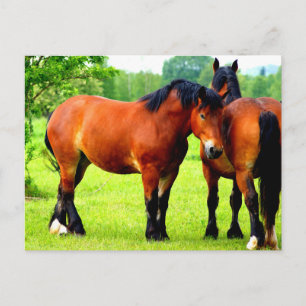 Mooie Bay Draft Horses in Lush Green Meadow Briefkaart