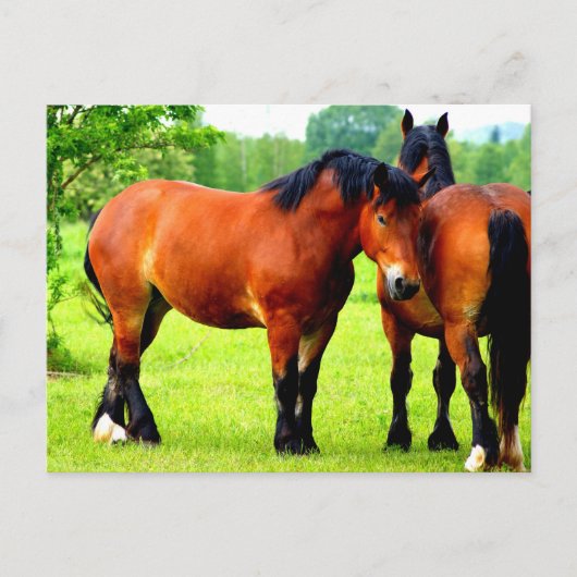 Mooie Bay Draft Horses in Lush Green Meadow Briefkaart (Voorkant)