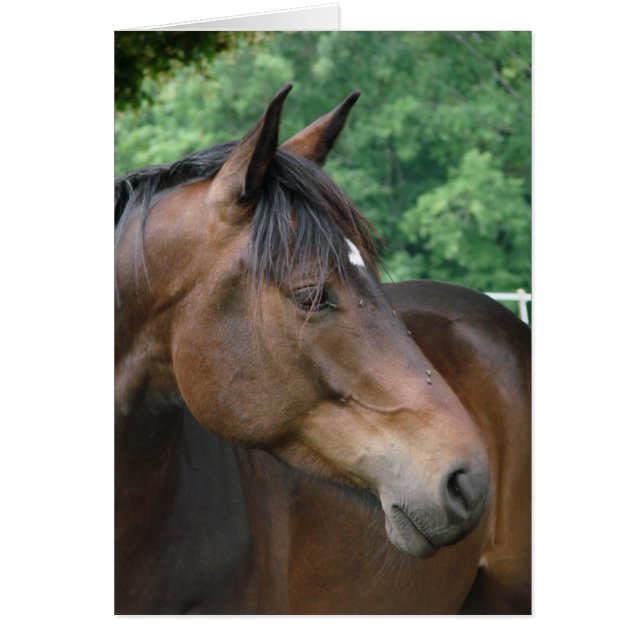 Mooie Bay Horse (Voorkant)