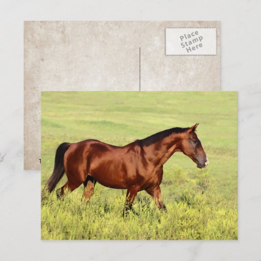 Mooie Bay Horse Briefkaart (Voorkant / Achterkant)