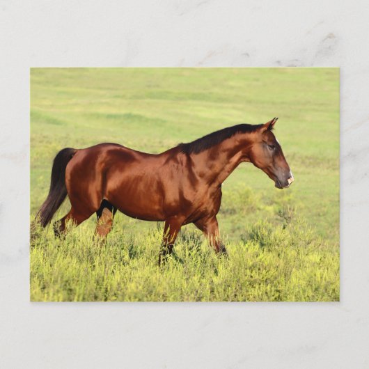 Mooie Bay Horse Briefkaart (Voorkant)