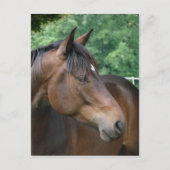Mooie Bay Horse Briefkaart (Voorkant)