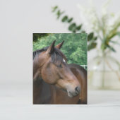 Mooie Bay Horse Briefkaart (Staand voorkant)