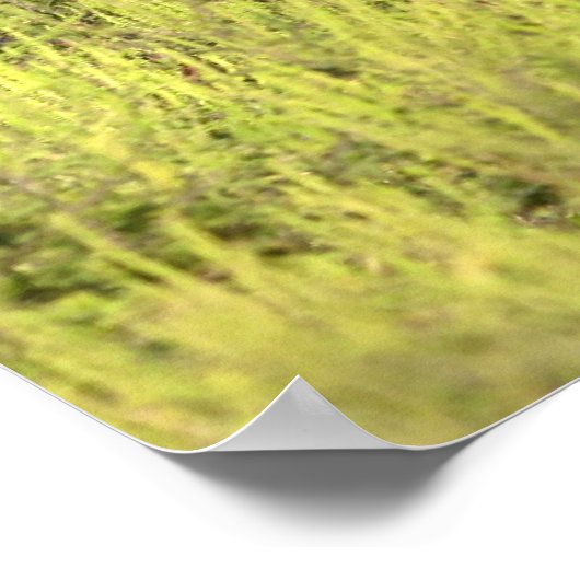 Mooie Bay Horse Poster (Hoek)