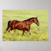 Mooie Bay Horse Poster (Voorkant)