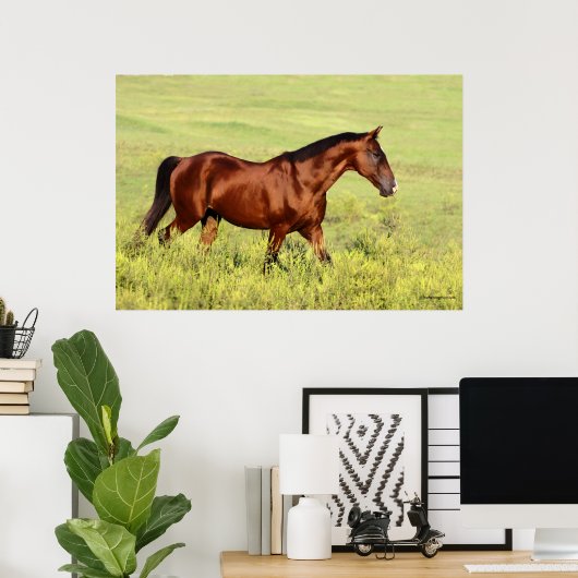 Mooie Bay Horse Poster (Thuiskantoor)