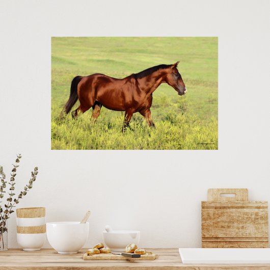 Mooie Bay Horse Poster (Keuken)