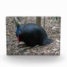 Mooie, bedreigde Rare Cassowary Bird Australië Fotoblokken