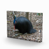 Mooie, bedreigde Rare Cassowary Bird Australië Fotoblokken (Rechts)