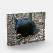 Mooie, bedreigde Rare Cassowary Bird Australië Fotoblokken (Links)