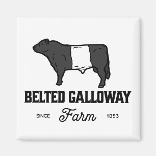 Mooie, belete koe met galloway-ronde badge of desi magneet