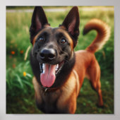 mooie Belgische Malinois Poster (Voorkant)
