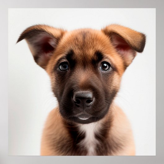 Mooie Belgische Malinois Puppy Hond Portret Poster (Voorkant)