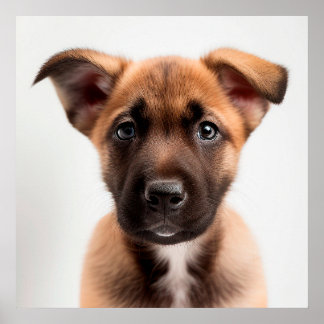 Mooie Belgische Mechelse Herder Puppy Hond Portret Poster