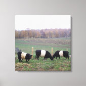 Mooie Belted Galloway kudde in de Herfst Canvas Afdruk (Voorkant)