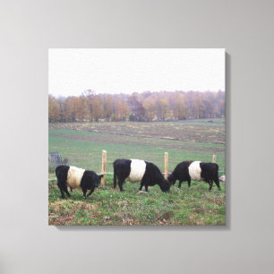 Mooie Belted Galloway kudde in de Herfst Canvas Afdruk
