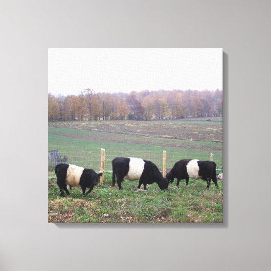 Mooie Belted Galloway kudde in de Herfst Canvas Afdruk (Voorkant)