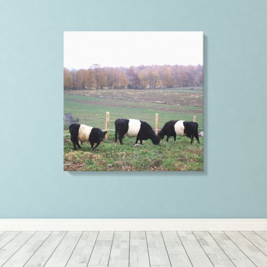 Mooie Belted Galloway kudde in de Herfst Canvas Afdruk (Insitu (Houten vloer))