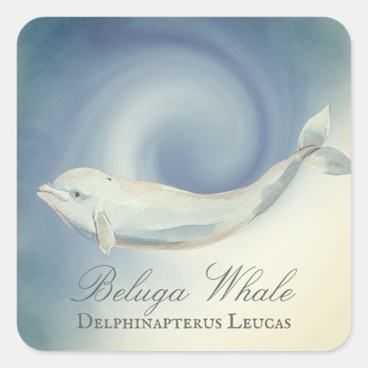 Mooie Beluga-walvis, Delphinapterus Leucas Vierkante Sticker (Voorkant)