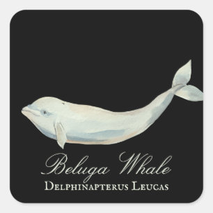 Mooie Beluga-walvis, Delphinapterus Leucas Vierkante Sticker