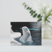 Mooie Beluga witte walvis Briefkaart (Staand voorkant)