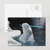 Mooie Beluga witte walvis Briefkaart (Voorkant / Achterkant)