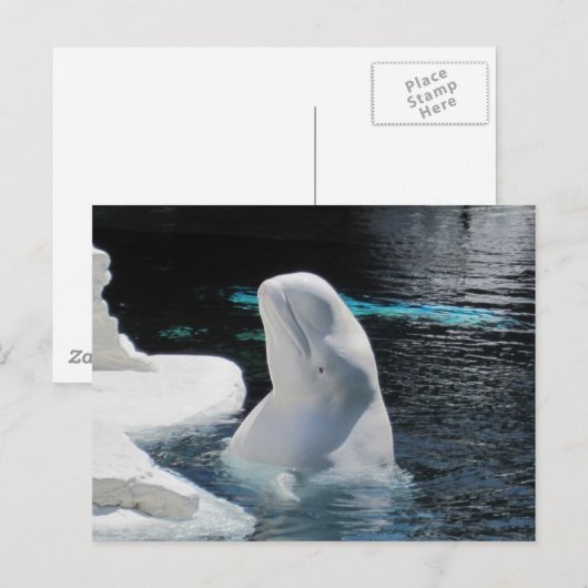 Mooie Beluga witte walvis Briefkaart (Voorkant / Achterkant)
