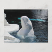 Mooie Beluga witte walvis Briefkaart (Voorkant)