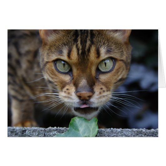 Mooie bengaals kat (Voorkant Horizontaal)